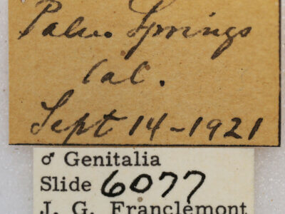 label view of adult Synglochis perumbraria