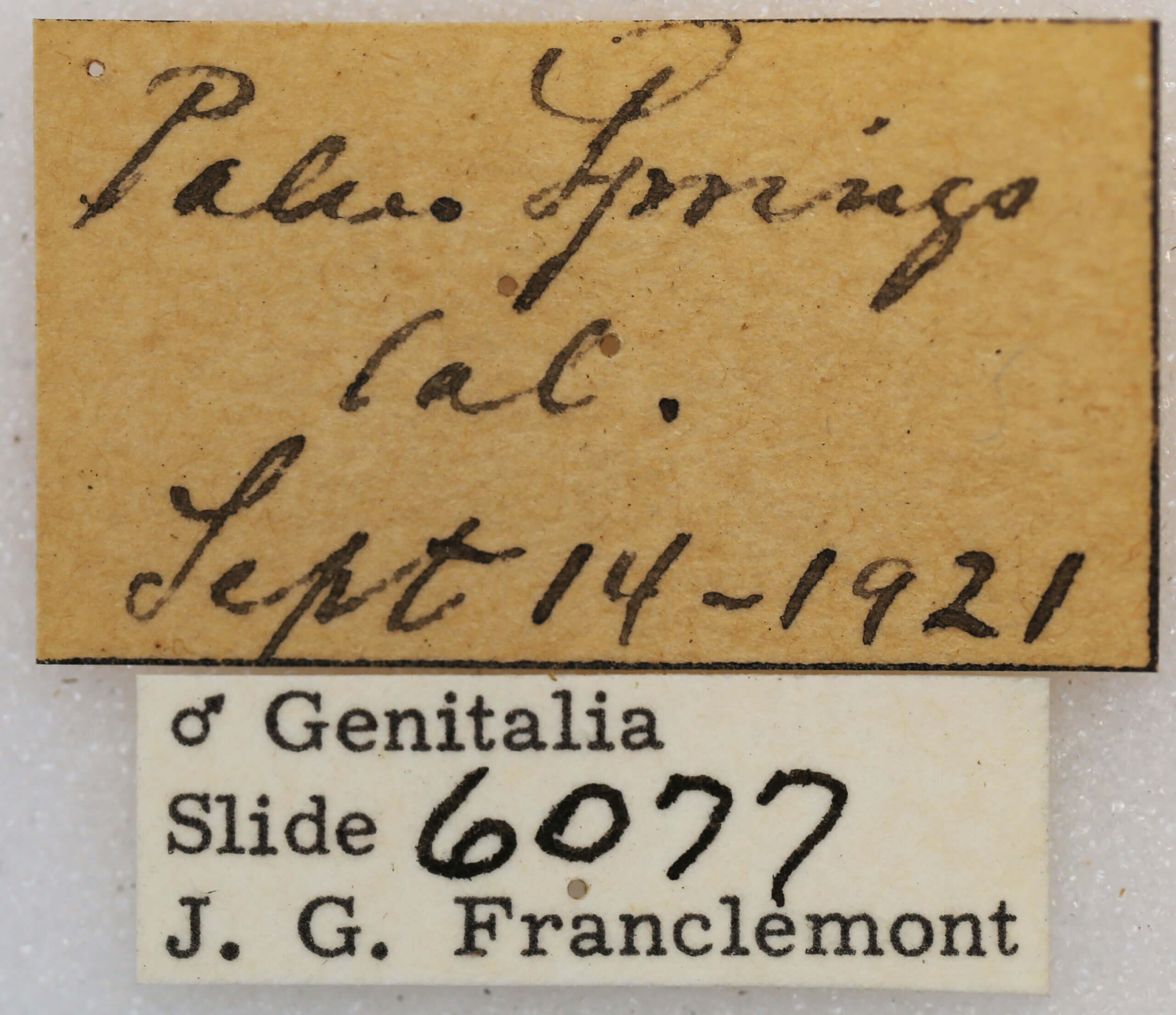 label view of adult Synglochis perumbraria