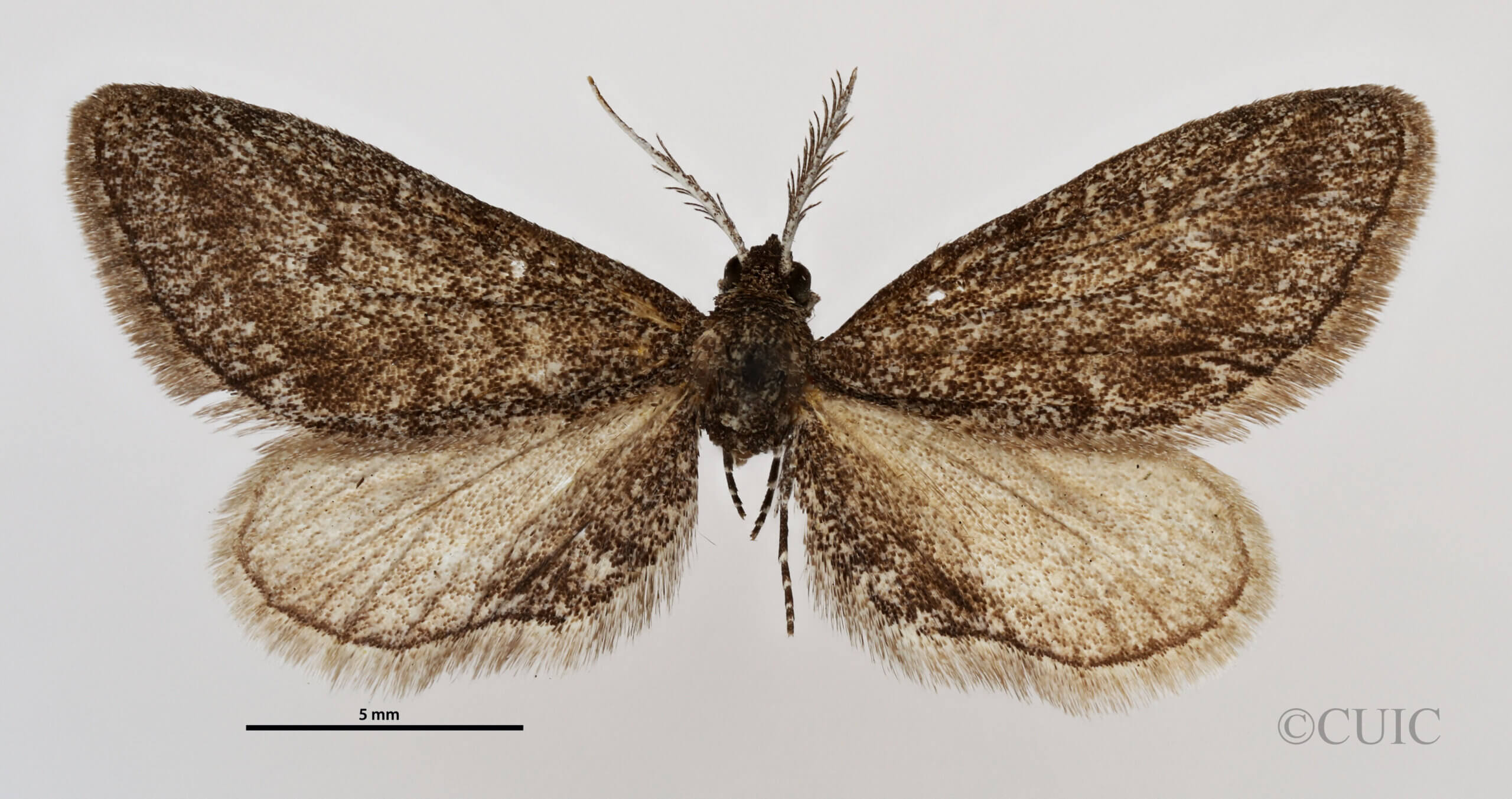 dorsal view of adult Synglochis perumbraria