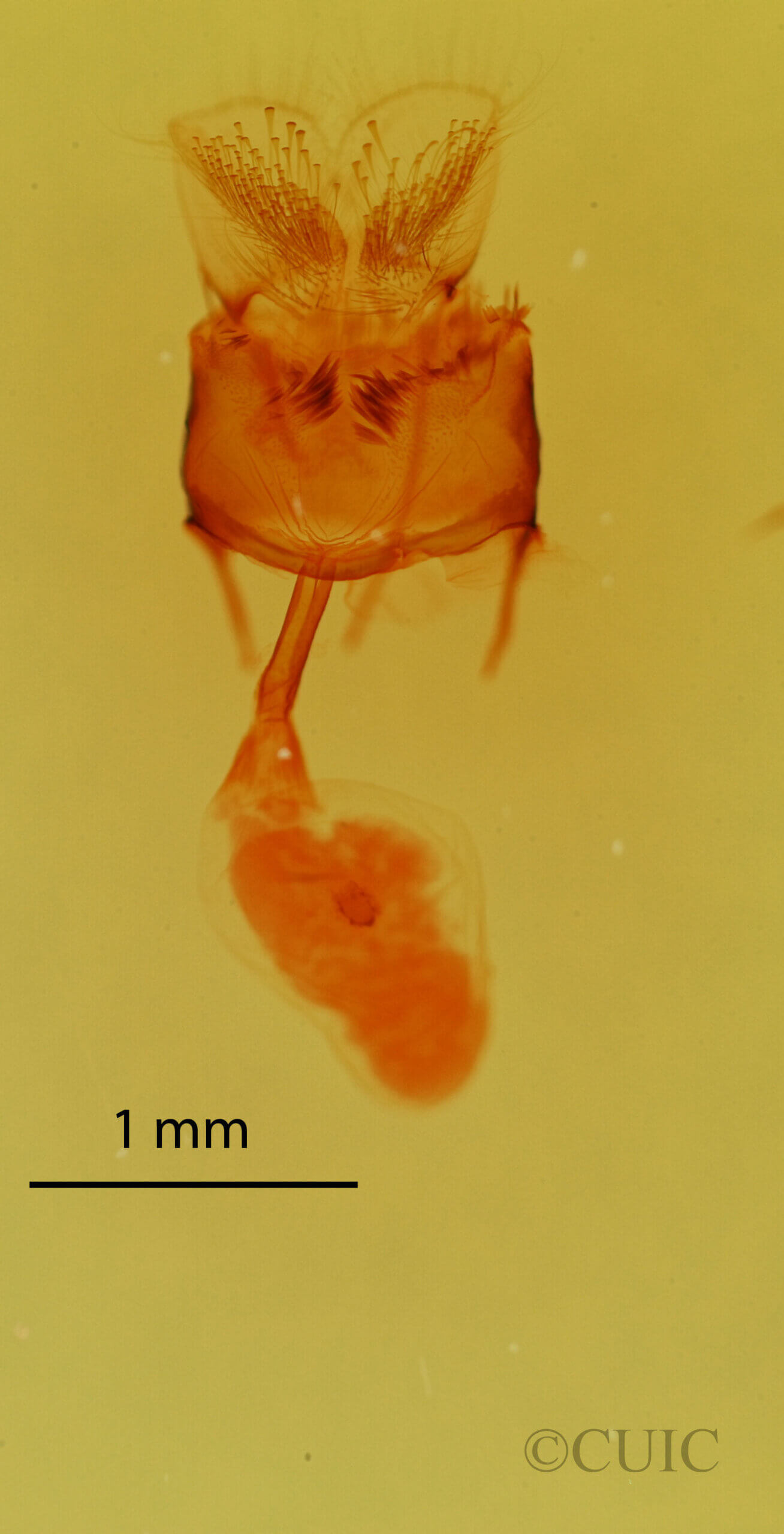 genitalia view of adult Synglochis perumbraria