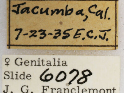 label view of adult Synglochis perumbraria