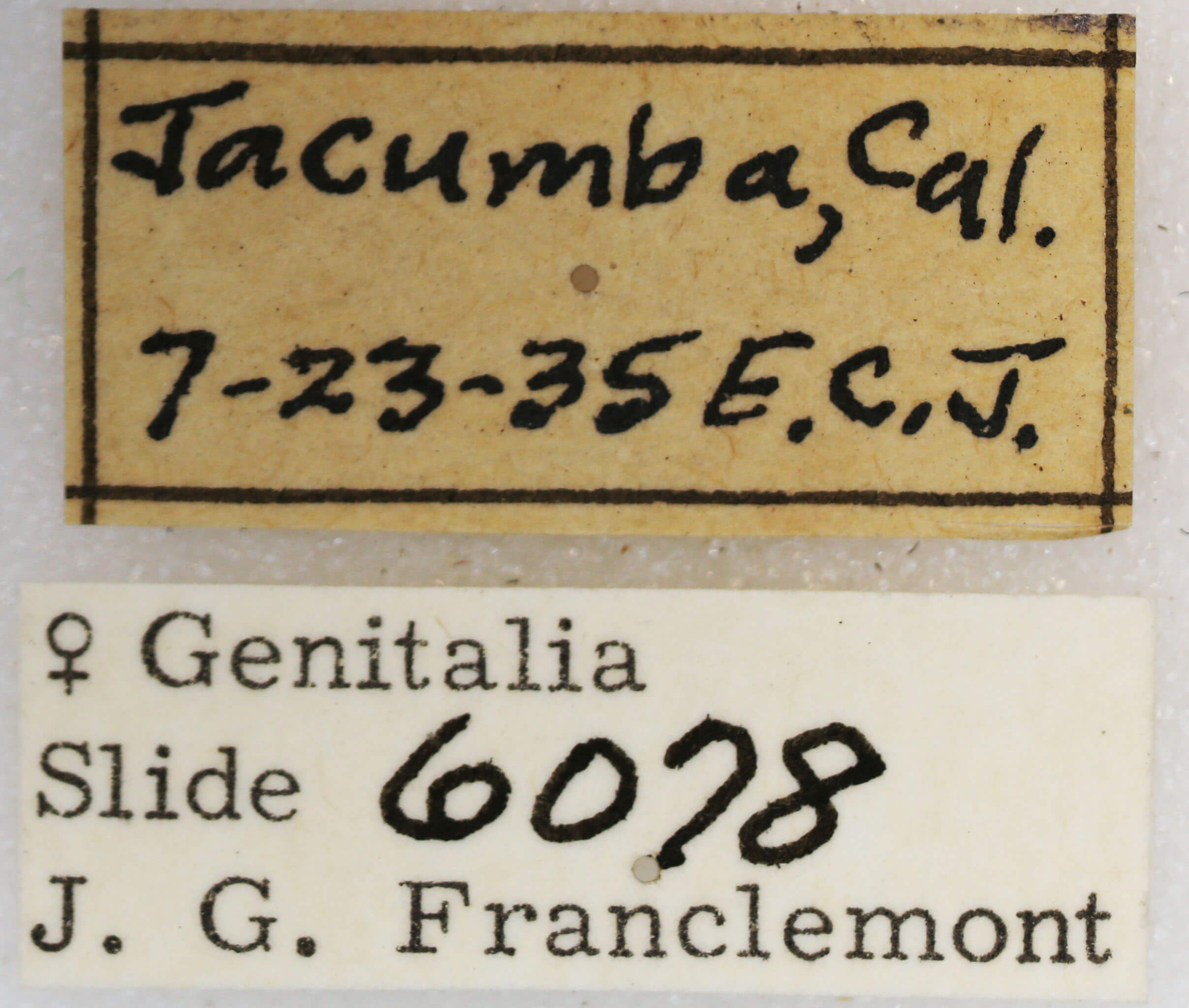 label view of adult Synglochis perumbraria