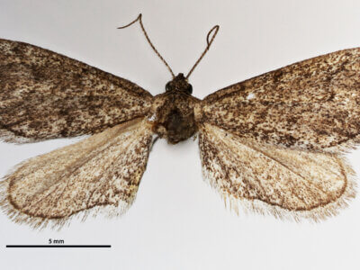 dorsal view of adult Synglochis perumbraria