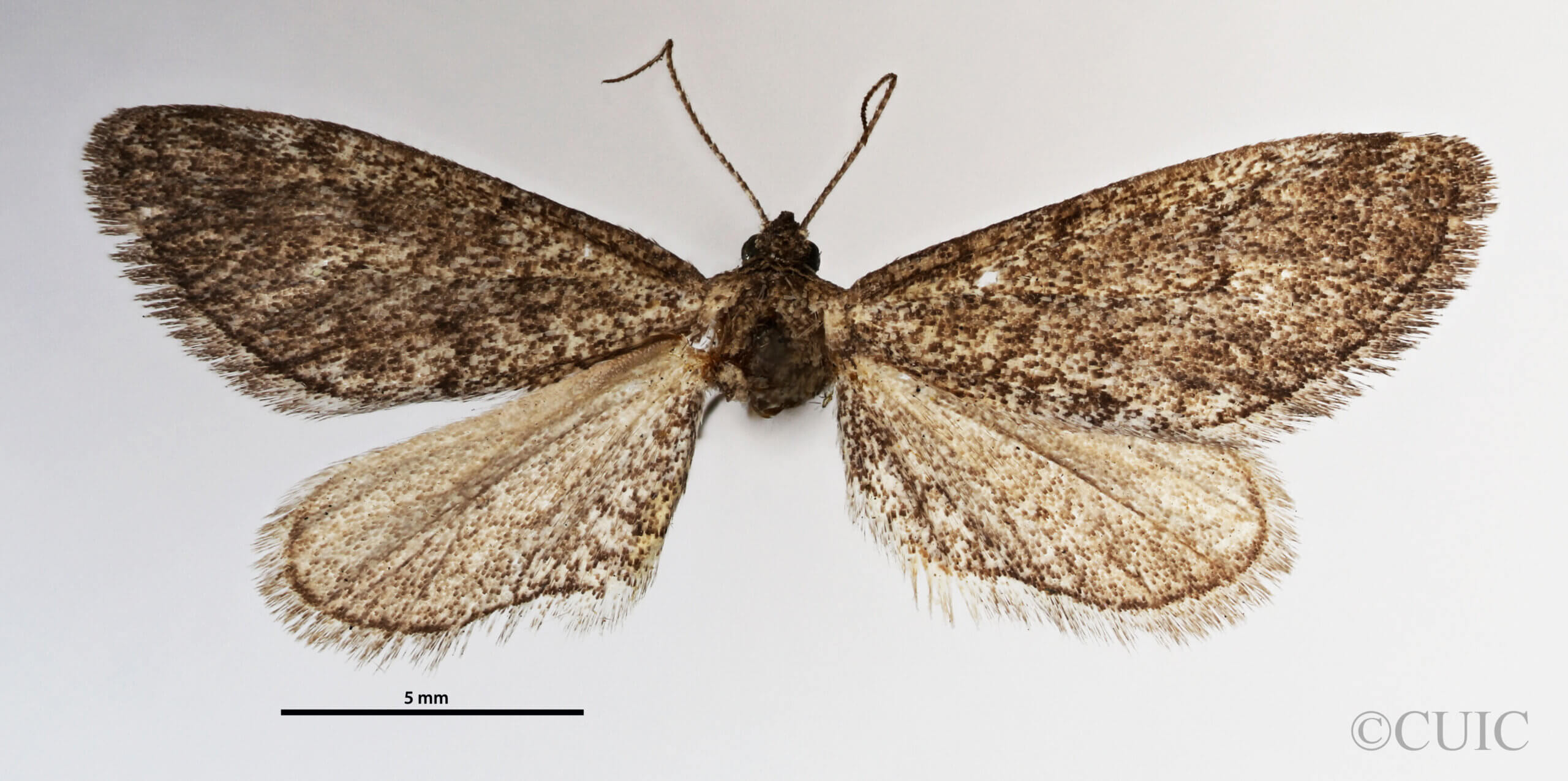 dorsal view of adult Synglochis perumbraria