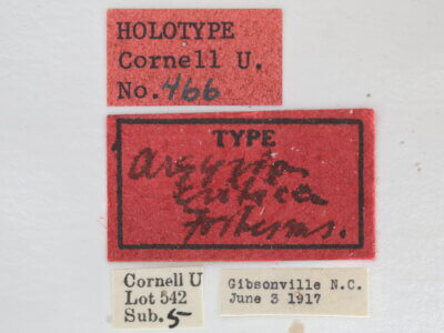 label view of adult Vaxi critica