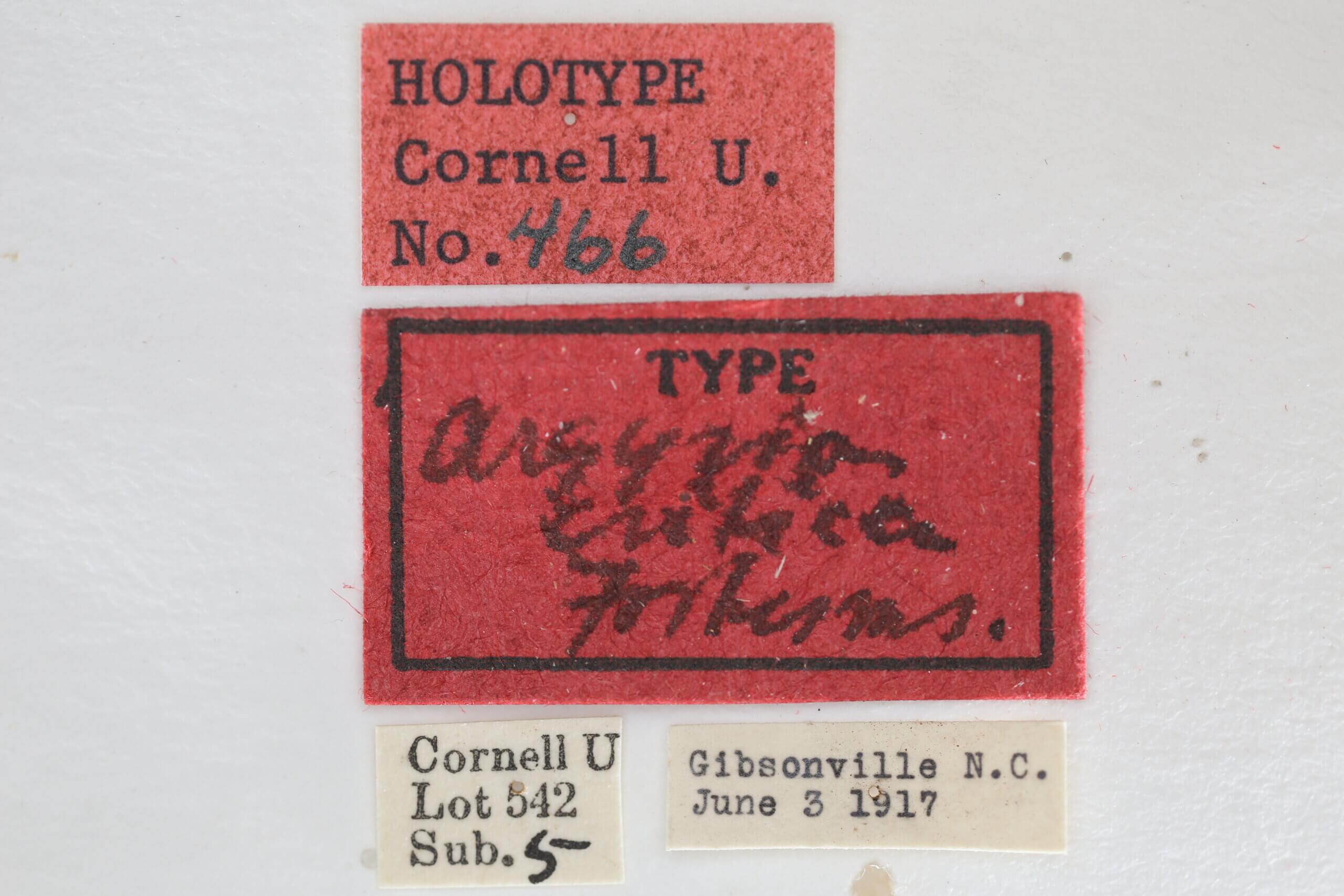 label view of adult Vaxi critica