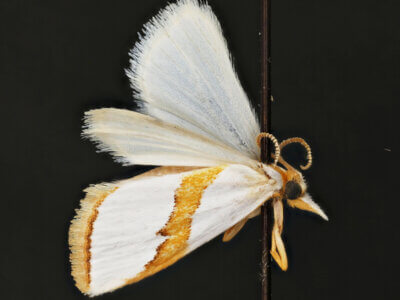 dorsal view of adult Vaxi critica