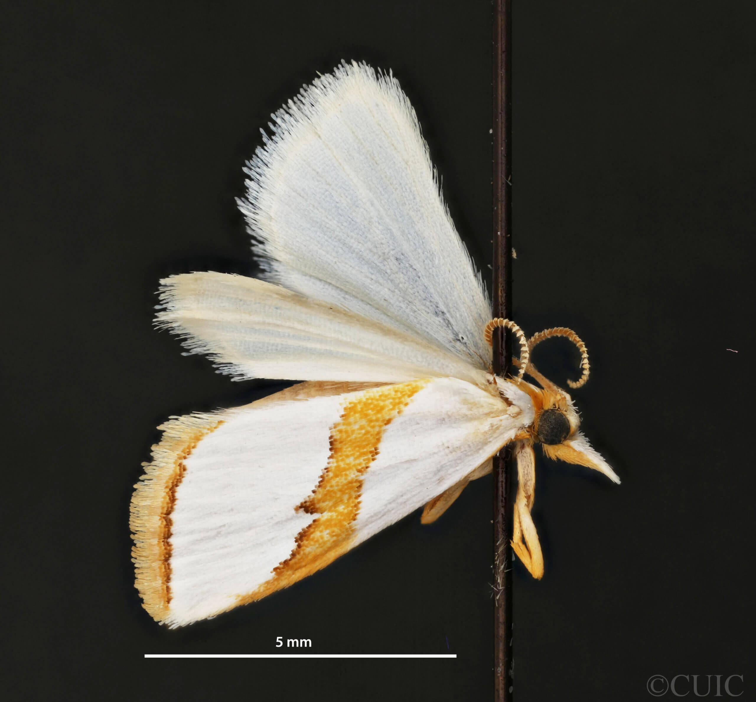 dorsal view of adult Vaxi critica