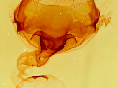 genitalia view of adult Macrurocampa alpina