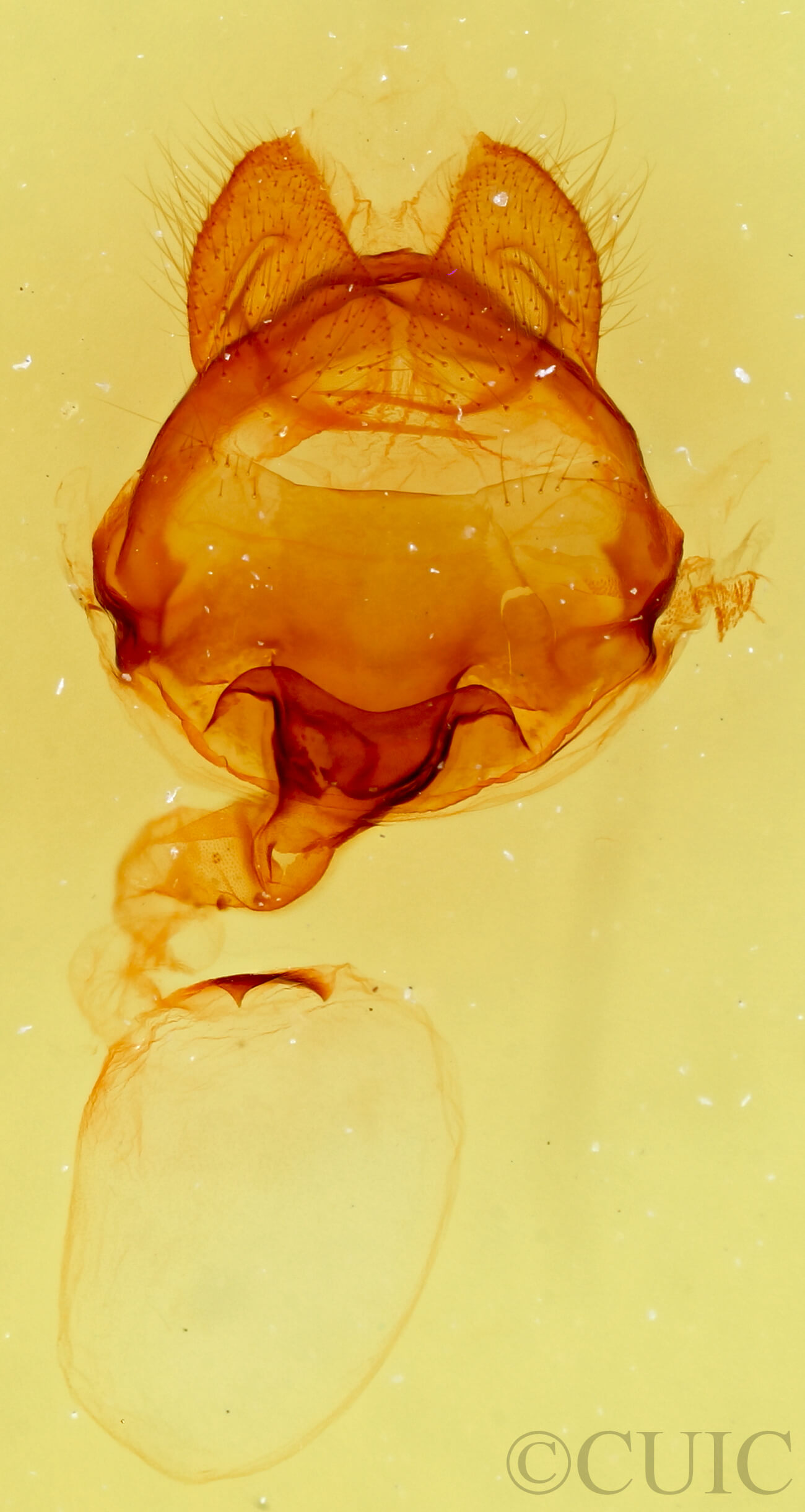 genitalia view of adult Macrurocampa alpina