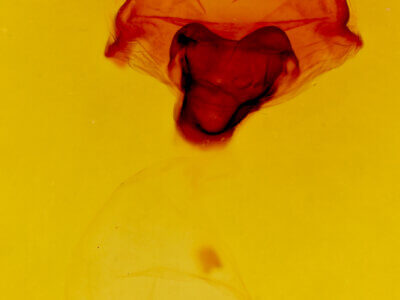 genitalia view of adult Macrurocampa gigantea