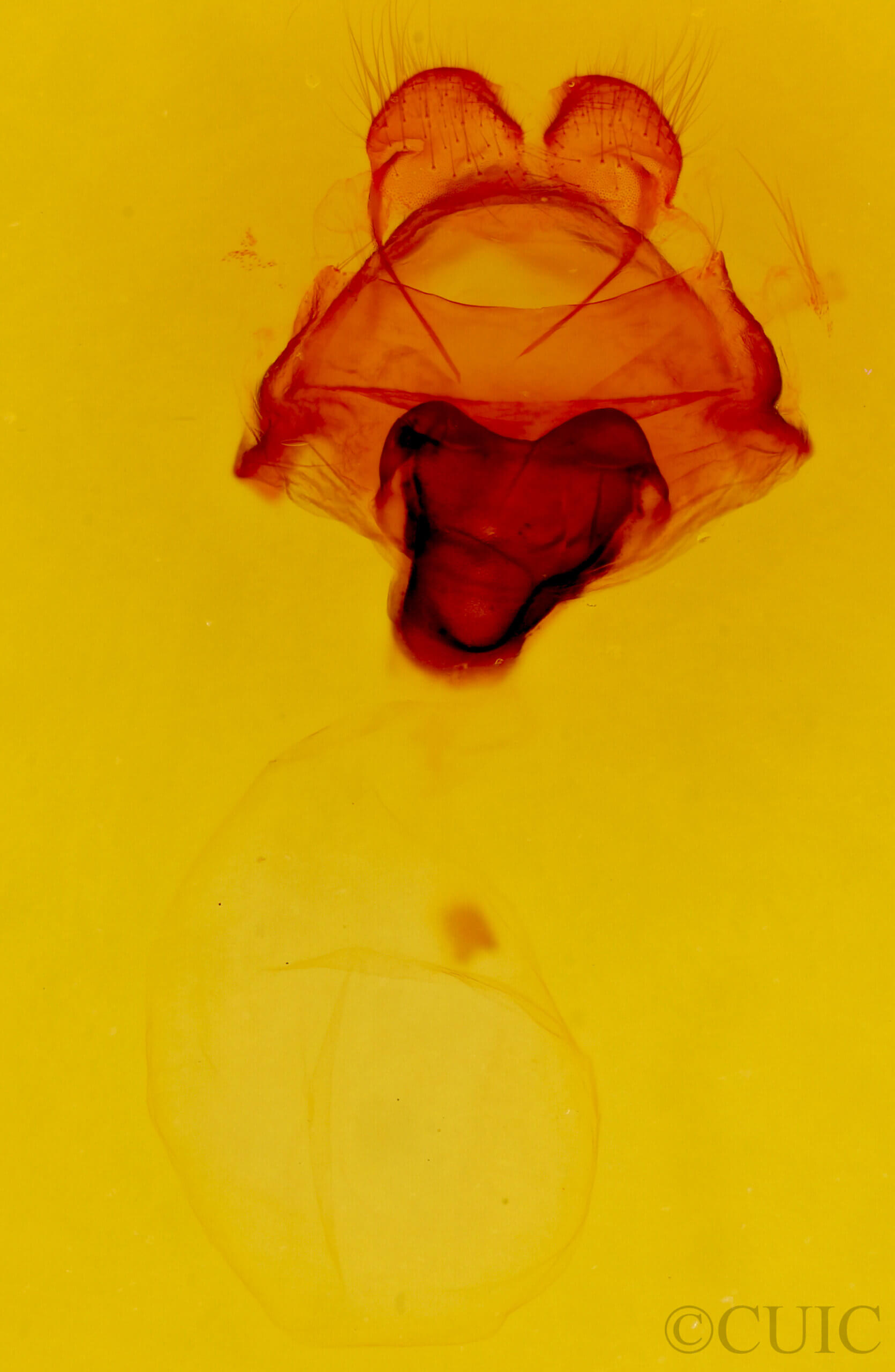 genitalia view of adult Macrurocampa gigantea