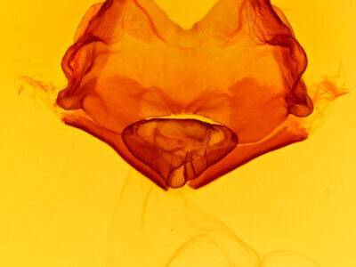 genitalia view of adult Heterocampa umbrata