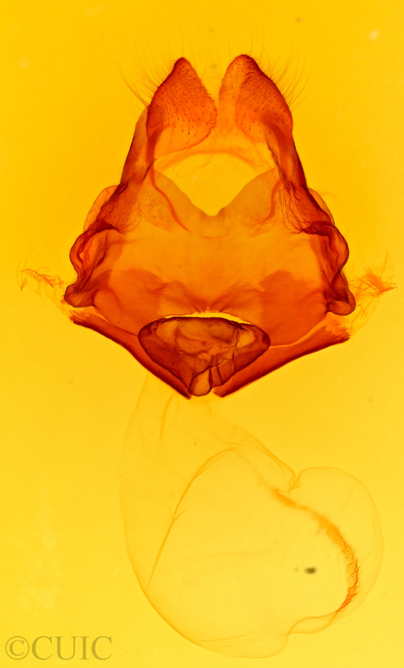 genitalia view of adult Heterocampa umbrata