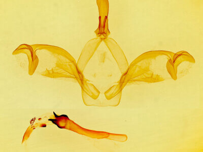 genitalia view of adult Macrurocampa miranda