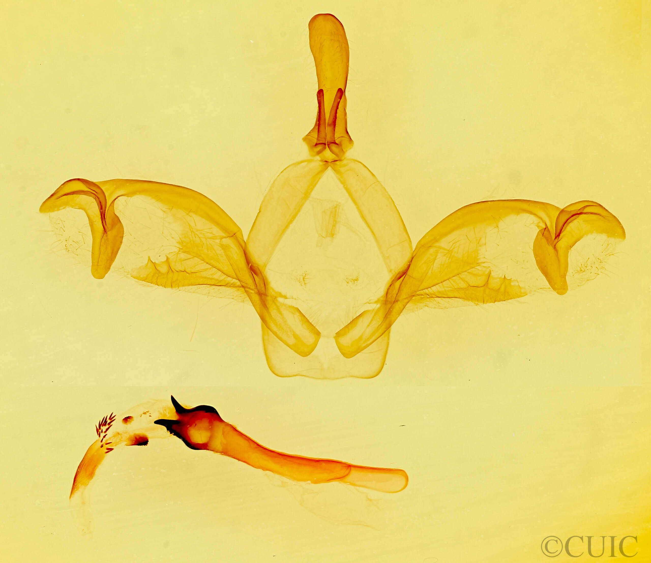 genitalia view of adult Macrurocampa miranda