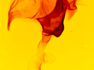 genitalia view of adult Macrurocampa dorothea