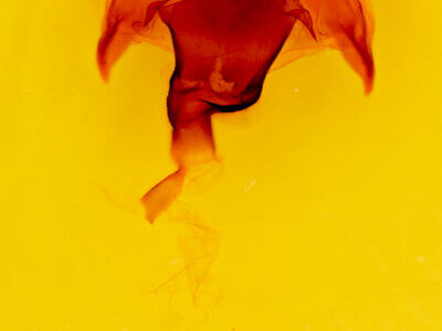 genitalia view of adult Macrurocampa marthesia