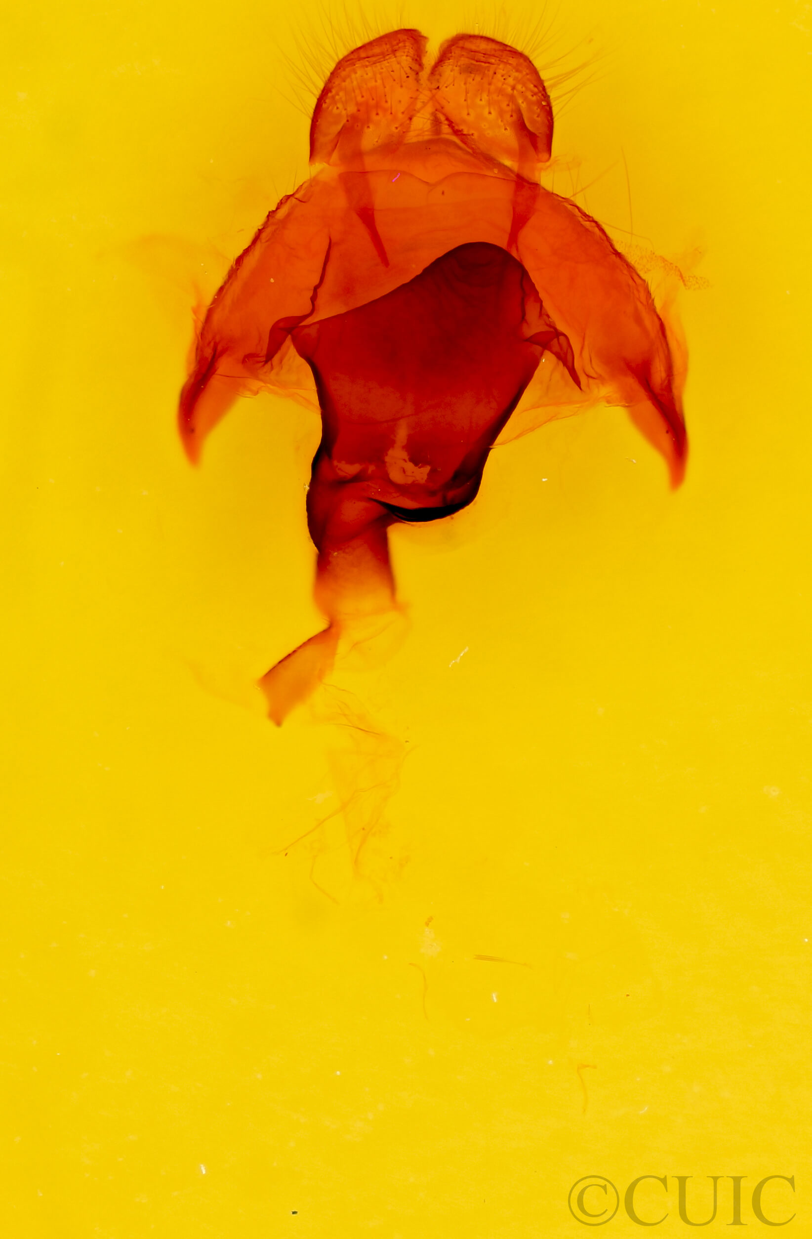 genitalia view of adult Macrurocampa marthesia