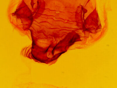 genitalia view of adult Lochmaeus bilineata