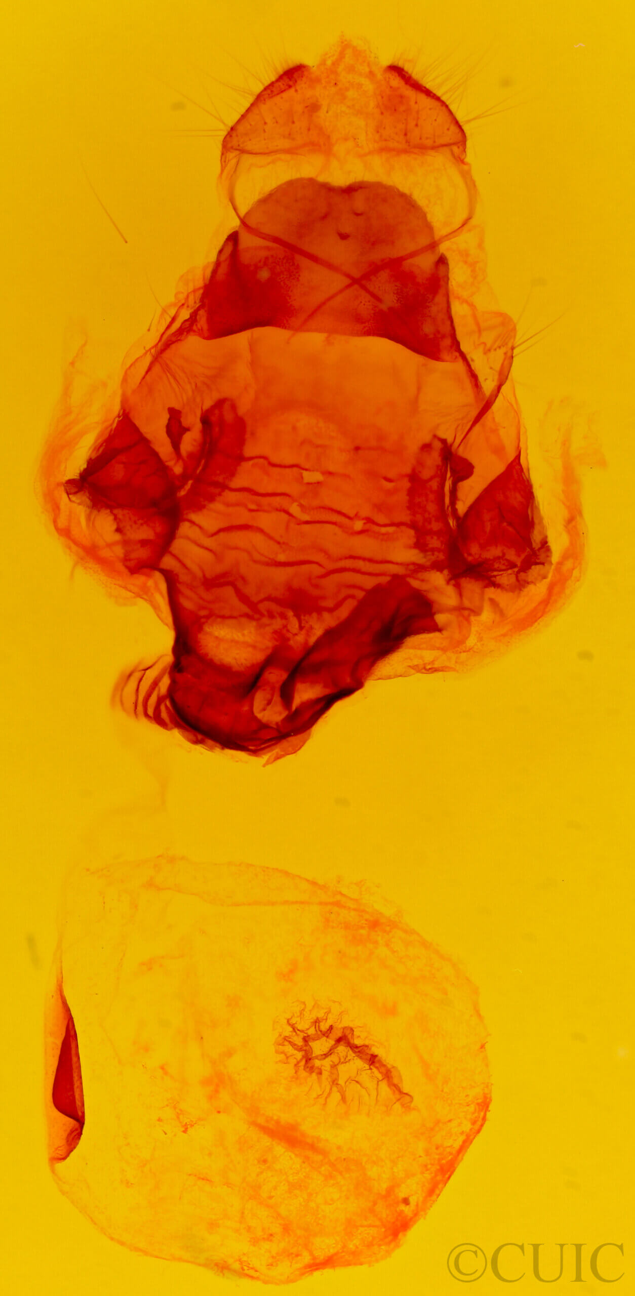 genitalia view of adult Lochmaeus bilineata