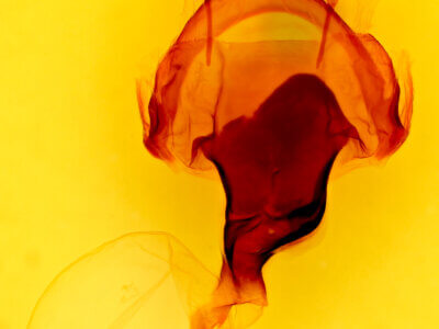 genitalia view of adult Macrurocampa marthesia