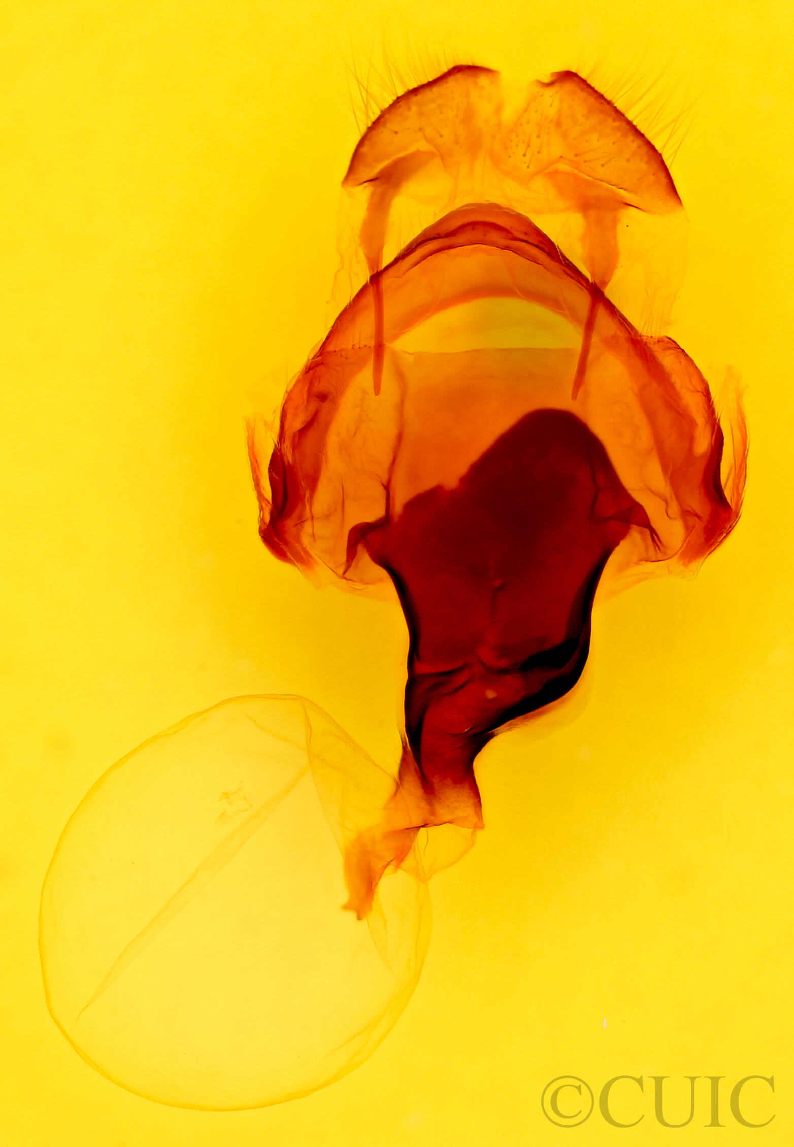 genitalia view of adult Macrurocampa marthesia