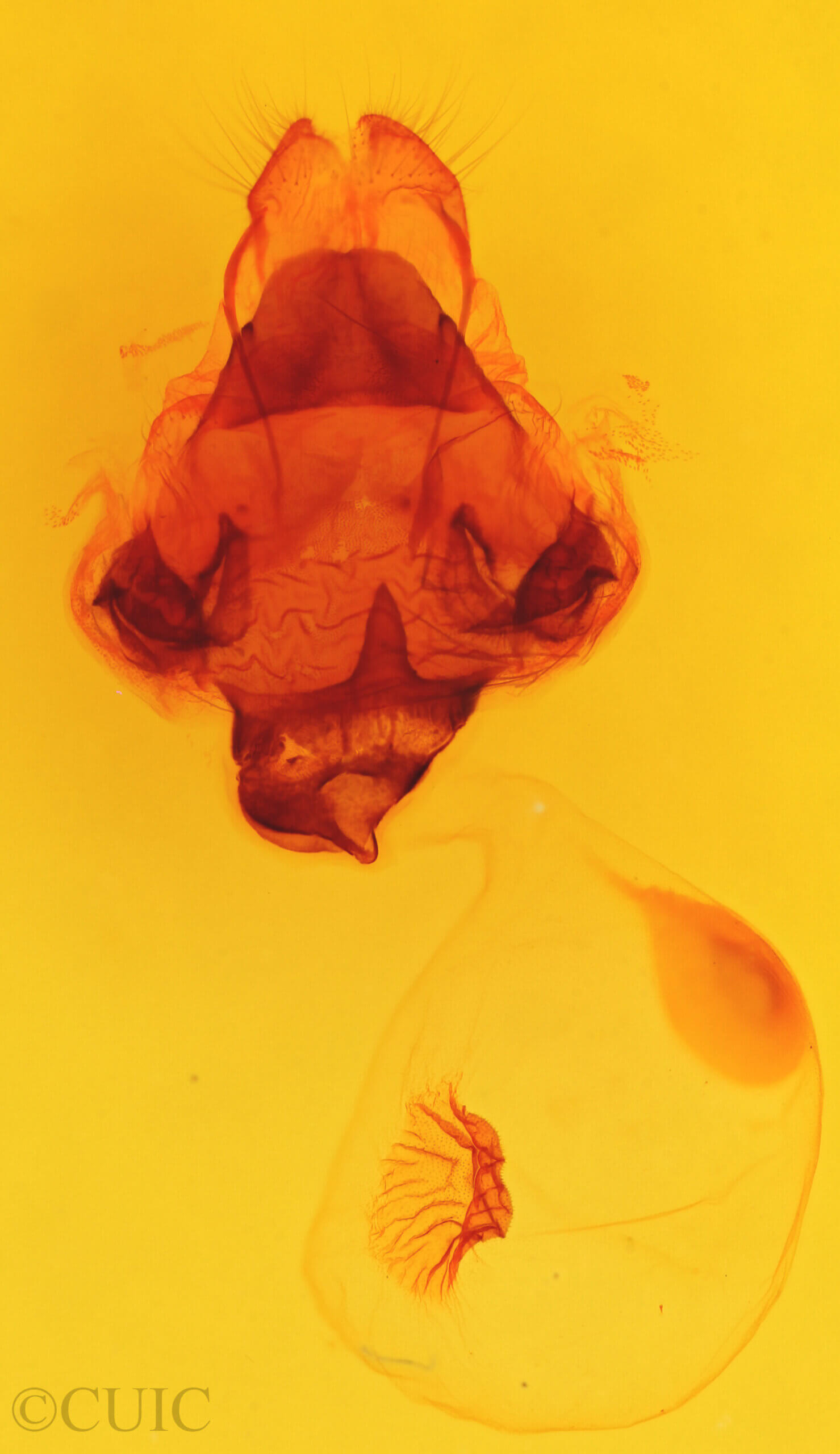 genitalia view of adult Lochmaeus bilineata