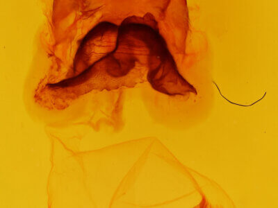 genitalia view of adult Lochmaeus manteo