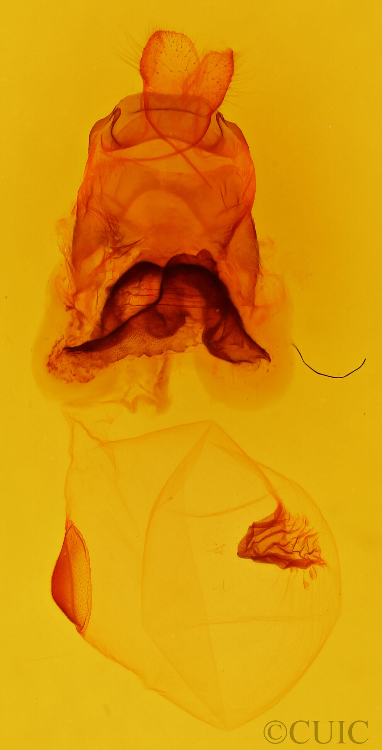 genitalia view of adult Lochmaeus manteo