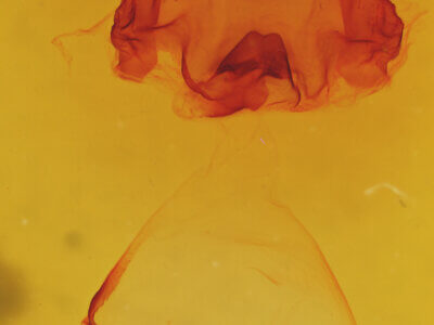 genitalia view of adult Misogada unicolor