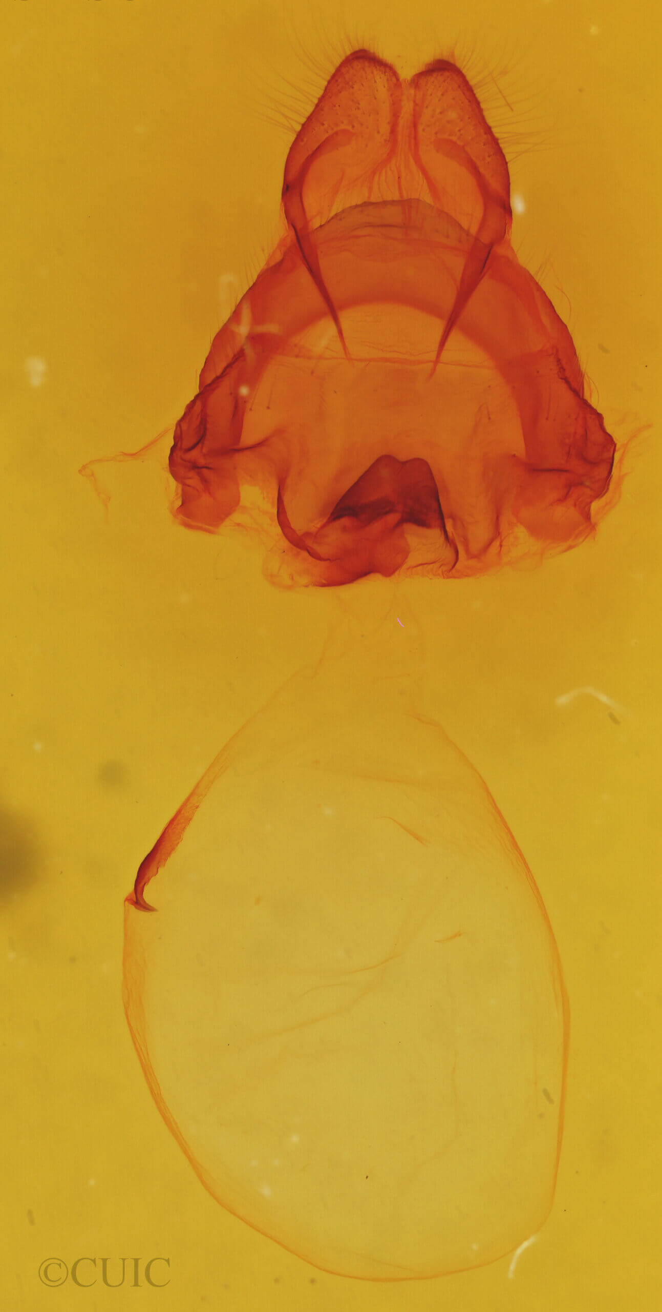 genitalia view of adult Misogada unicolor