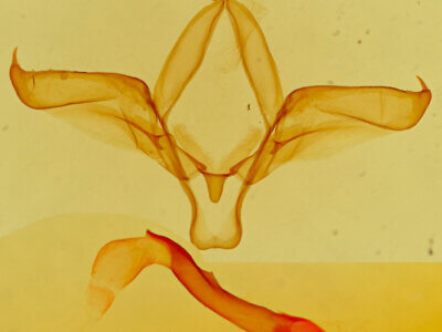 genitalia view of adult Theroa zethus