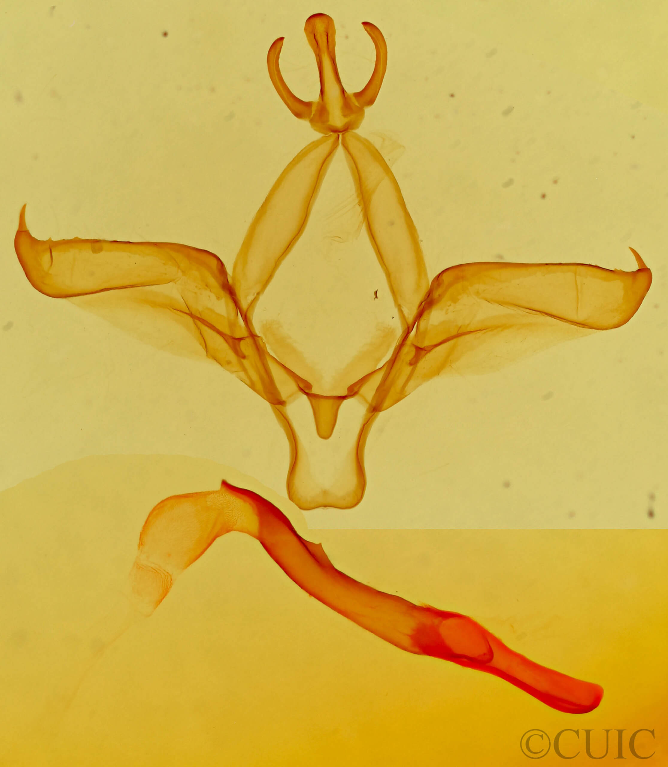 genitalia view of adult Theroa zethus