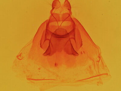 genitalia view of adult Theroa zethus