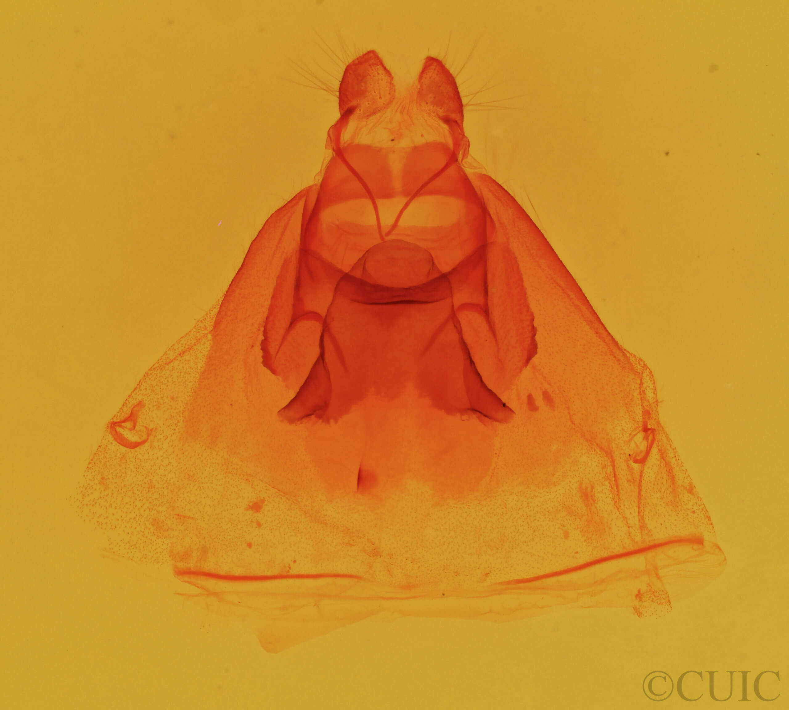 genitalia view of adult Theroa zethus