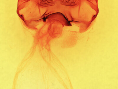 genitalia view of adult Cecrita guttivitta