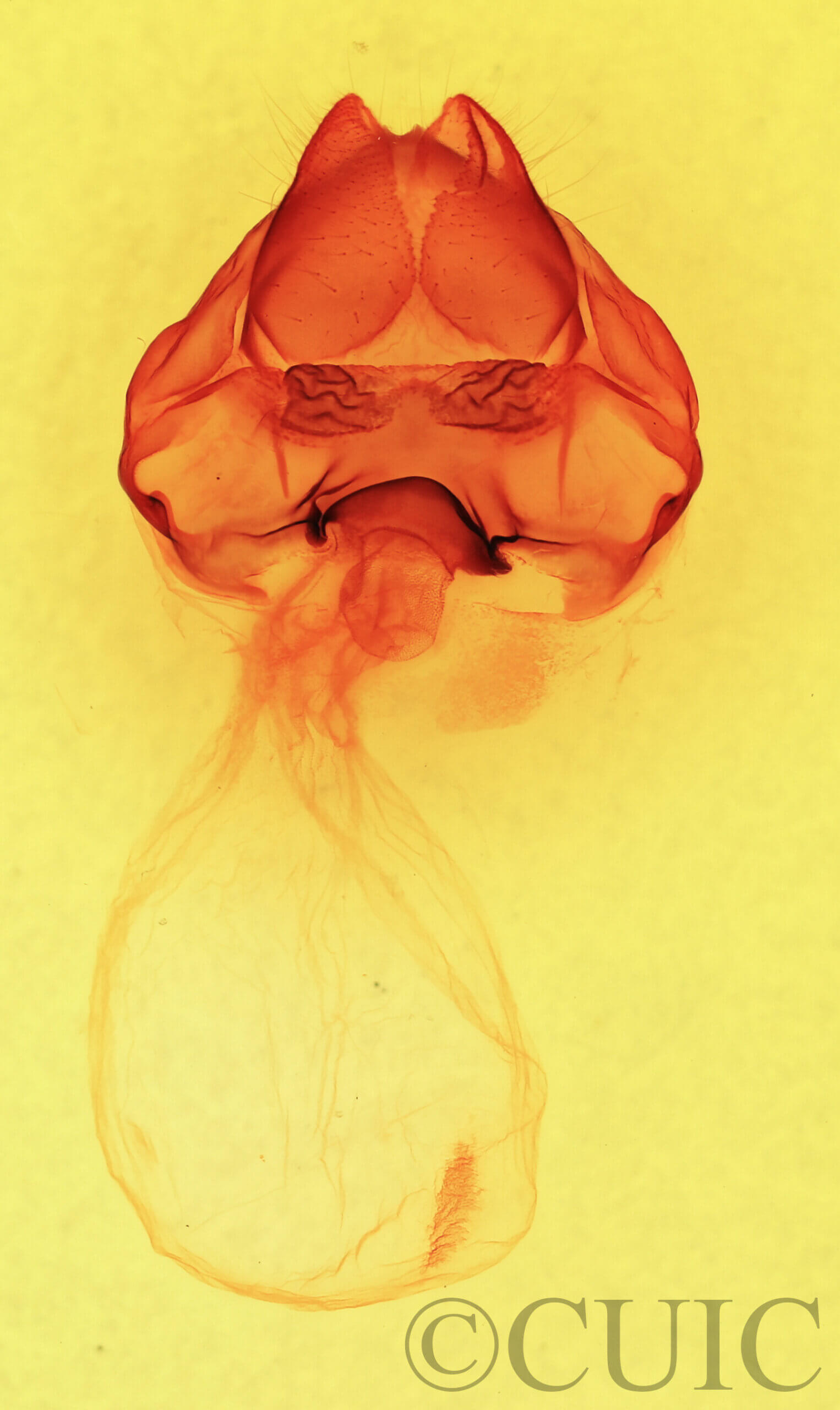 genitalia view of adult Cecrita guttivitta