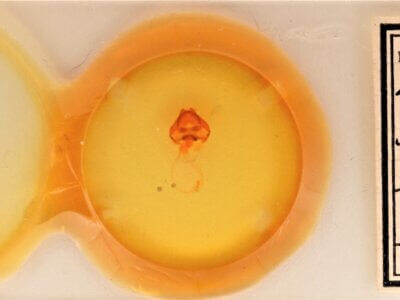 slide view of adult Cecrita guttivitta