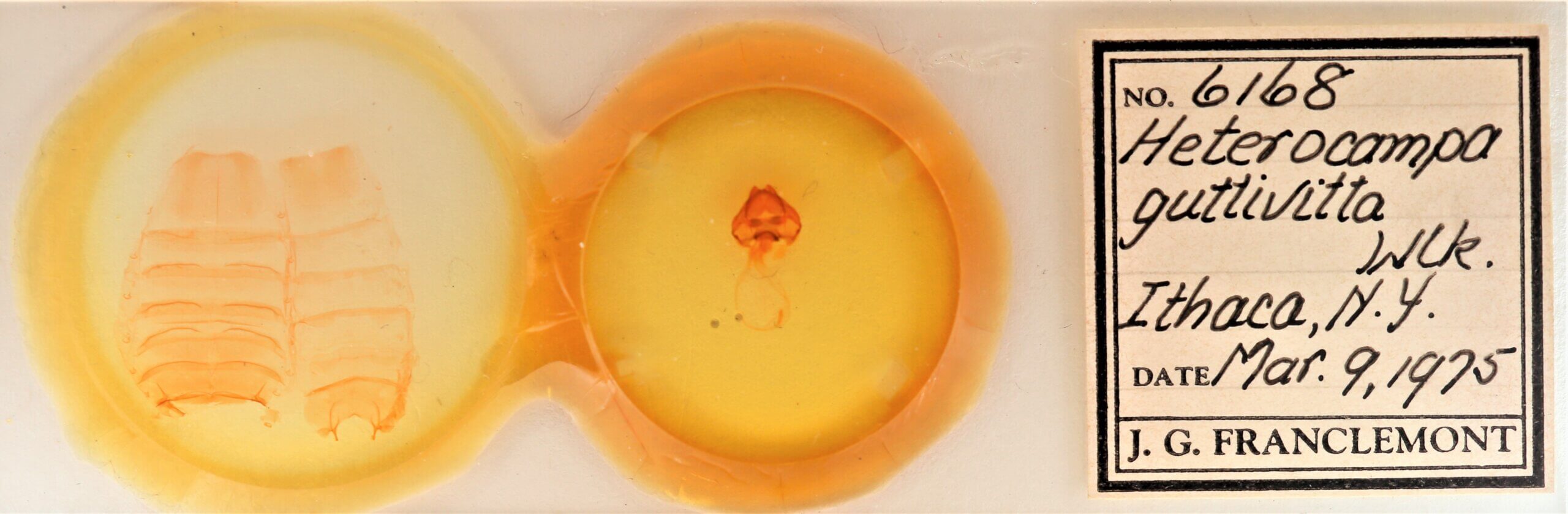 slide view of adult Cecrita guttivitta