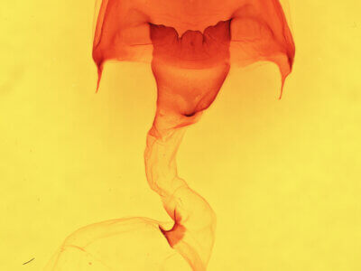 genitalia view of adult Cecrita biundata