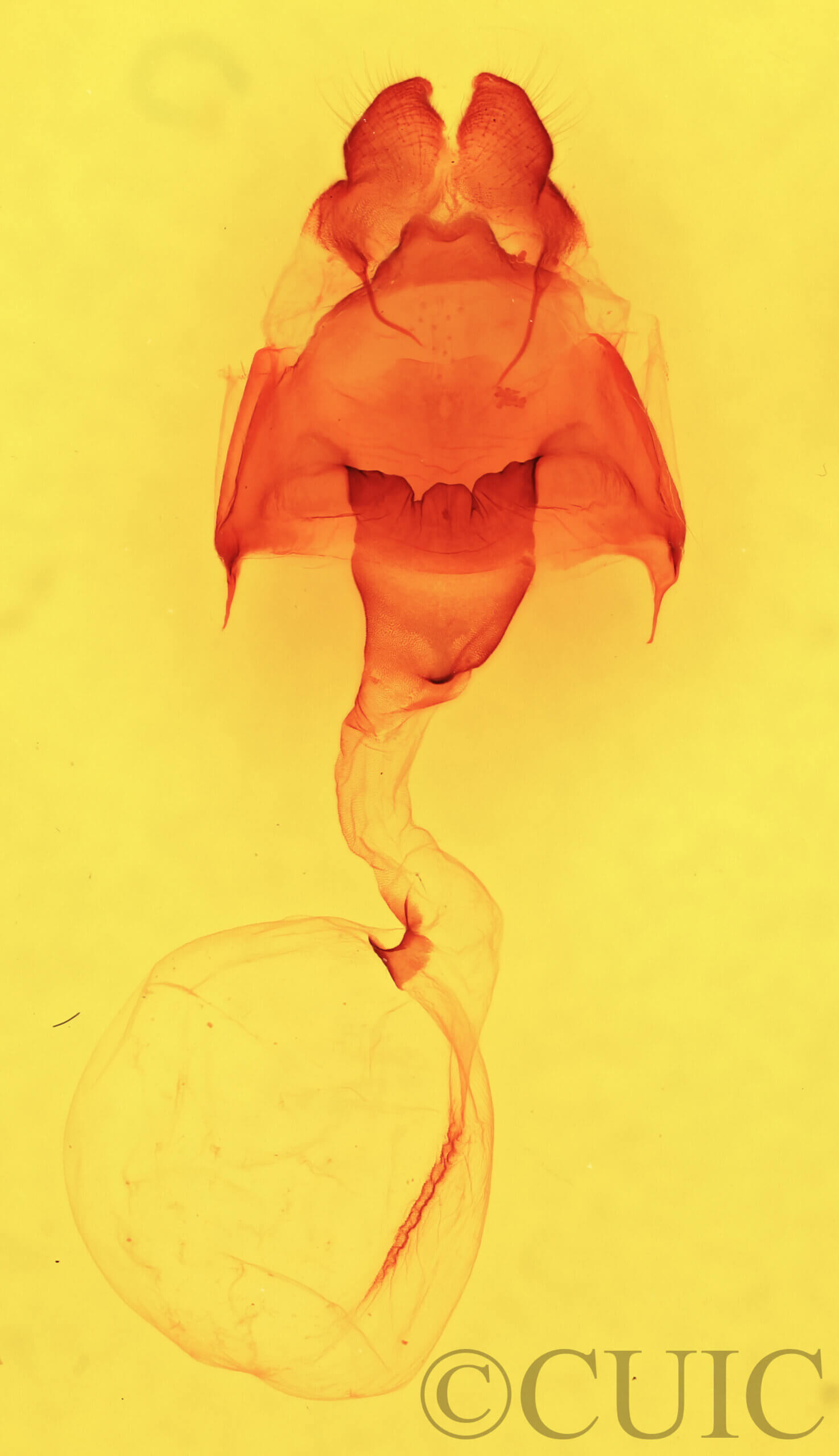 genitalia view of adult Cecrita biundata