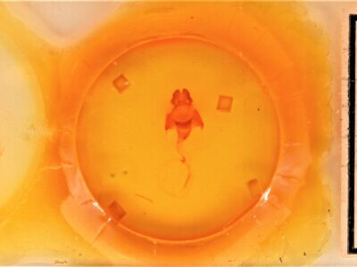 slide view of adult Cecrita biundata