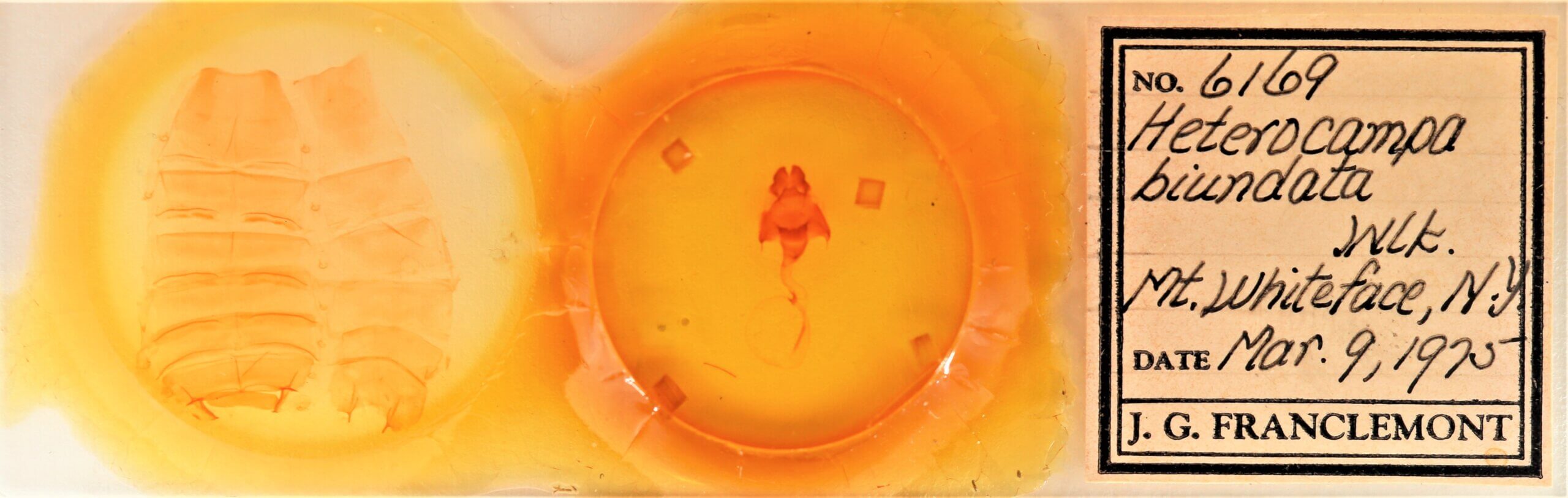 slide view of adult Cecrita biundata