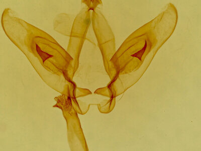 genitalia view of adult Astiptodonta aonides