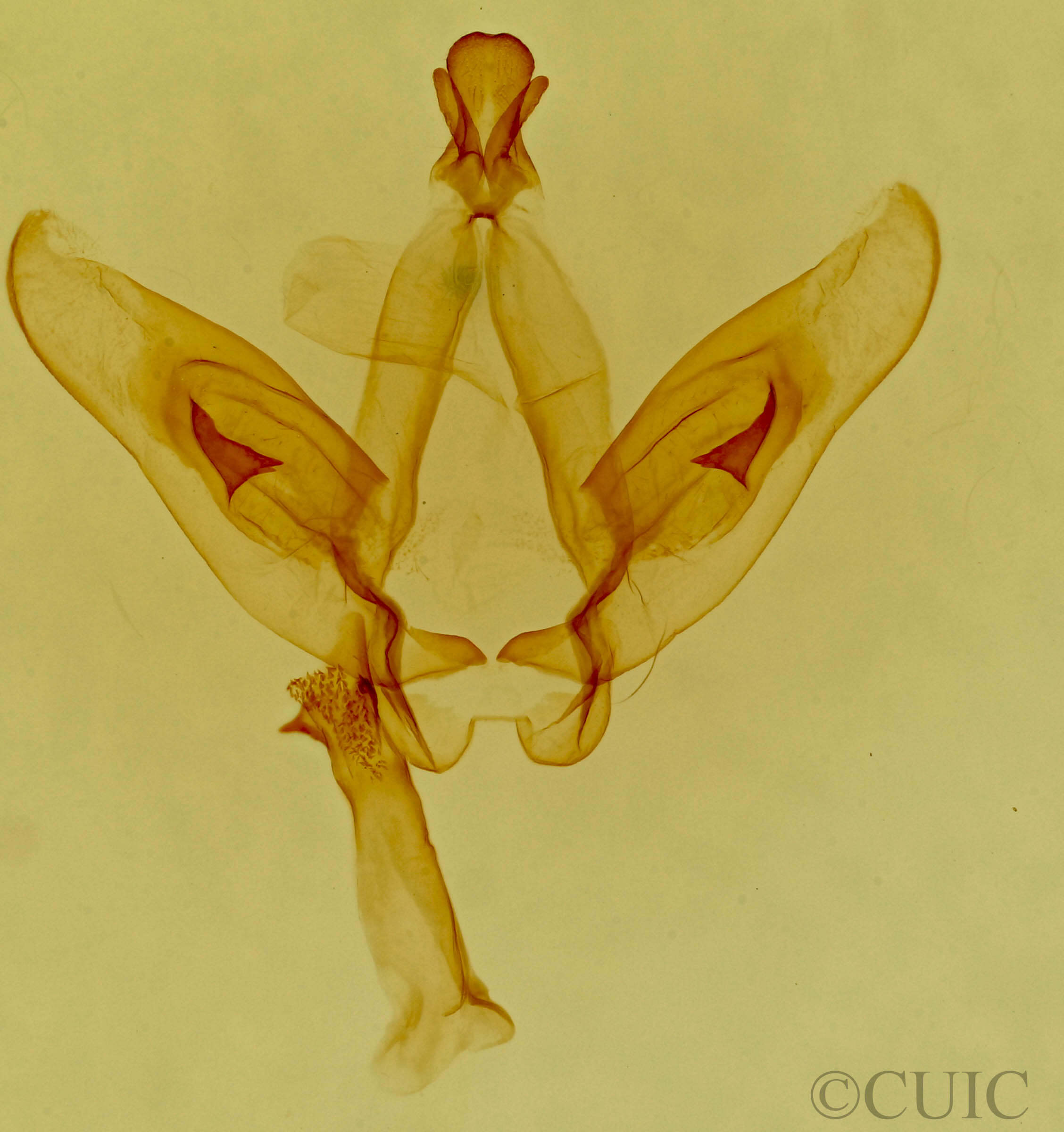 genitalia view of adult Astiptodonta aonides