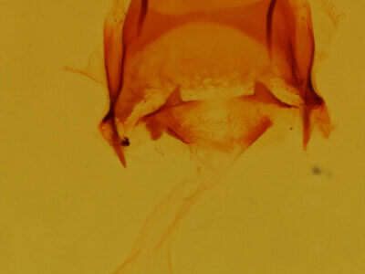 genitalia view of adult Astiptodonta aonides