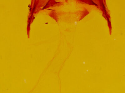 genitalia view of adult Astiptodonta aonides