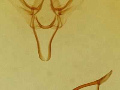 genitalia view of adult Litodonta contrasta