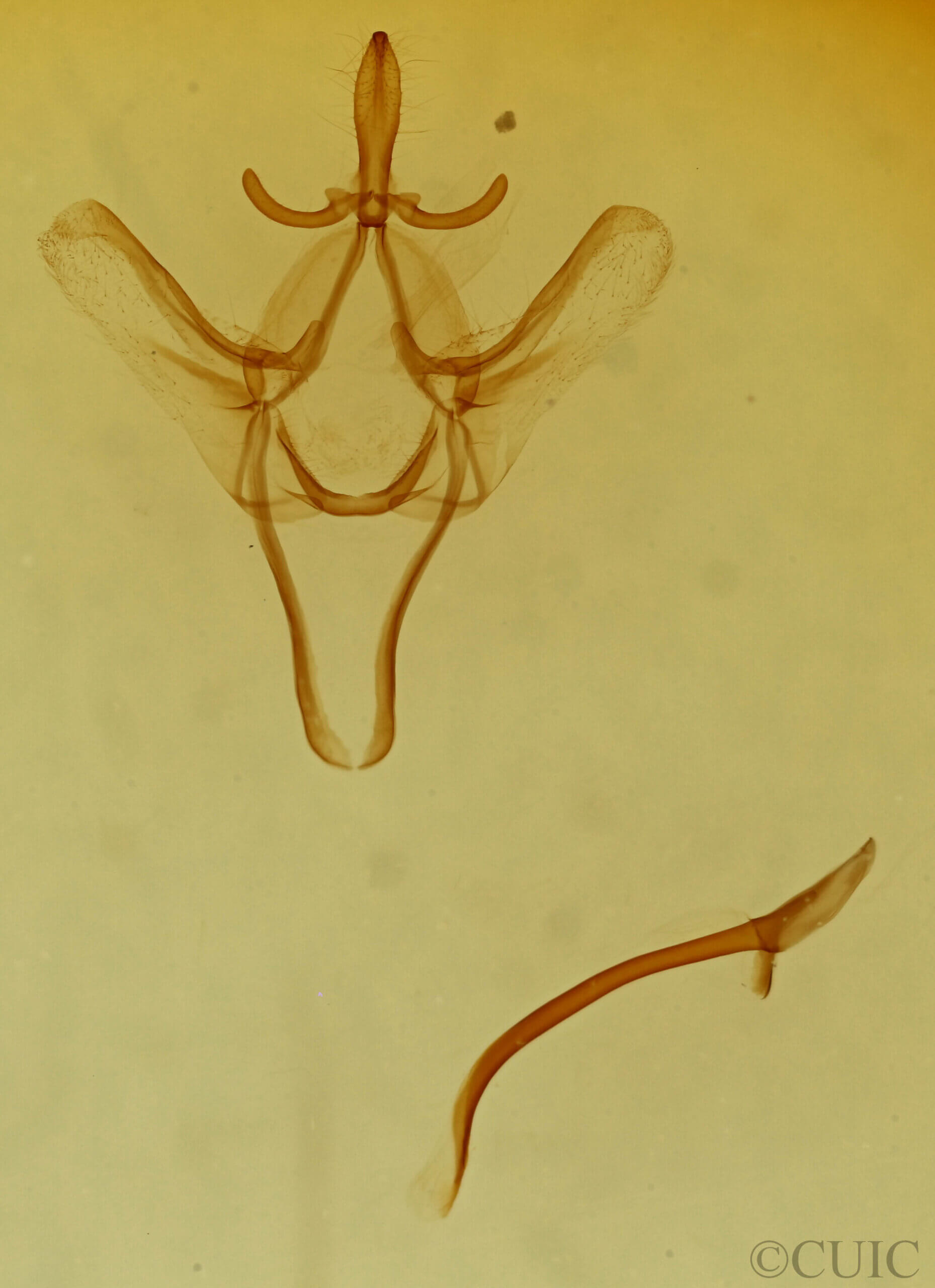 genitalia view of adult Litodonta contrasta
